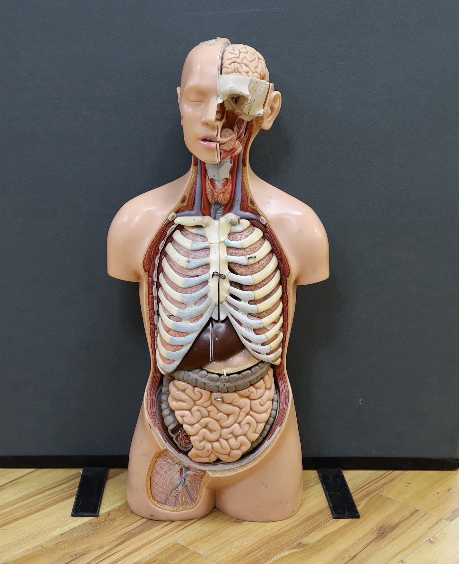 A 1960s medical school educational plastic anatomical model, with removable internal organs and cross-sections of skeleton, arterial system, muscular structures, etc. 84cm high